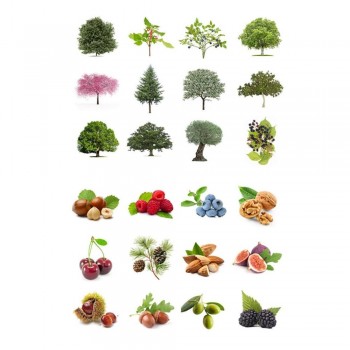 Gomette Apli 20052 arboles 33mm 360 unidades