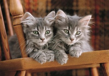 Puzzle 500 piezas Gatos 35580 Clementoni