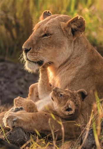 Puzzle 500 piezas Amor felino 35620 Clementoni